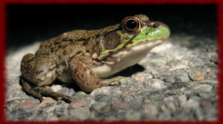 Emulate Android APK Bullfrogs wallpapers Emulate Android APK Bullfrogs wallpapers