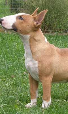 Emulate Android APK Bull Terriers Jigsaw Puzzle