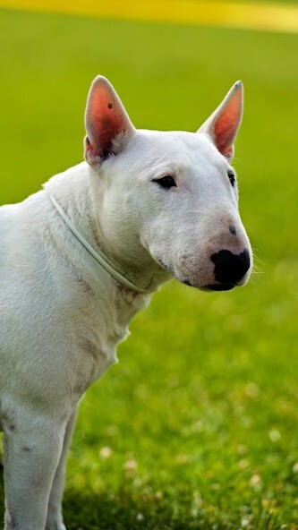 Run android online APK Bull Terrier Wallpaper from MyAndroid or emulate Bull Terrier Wallpaper using MyAndroid Run android online APK Bull Terrier Wallpaper from MyAndroid or emulate Bull Terrier Wallpaper using MyAndroid