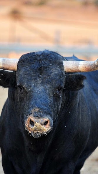 Run android online APK Bull Wallpaper from MyAndroid or emulate Bull Wallpaper using MyAndroid Run android online APK Bull Wallpaper from MyAndroid or emulate Bull Wallpaper using MyAndroid