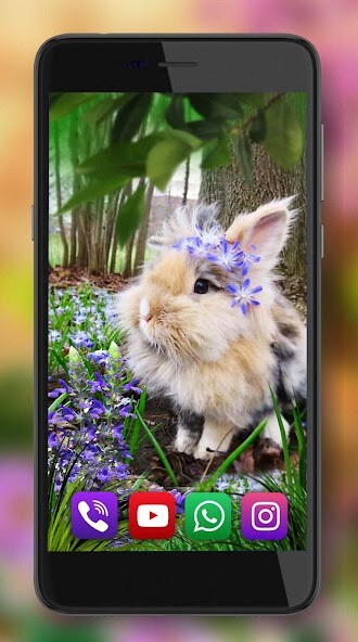 Run android online APK Bunnies Wallpaper from MyAndroid or emulate Bunnies Wallpaper using MyAndroid