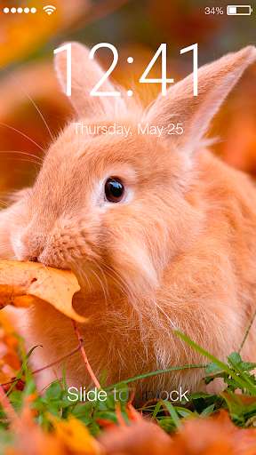 Run android online APK Bunny Cute Rabbit Wallpaper Little Screen Lock from MyAndroid or emulate Bunny Cute Rabbit Wallpaper Little Screen Lock using MyAndroid