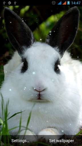 Emulate Android APK Bunny Live Wallpaper