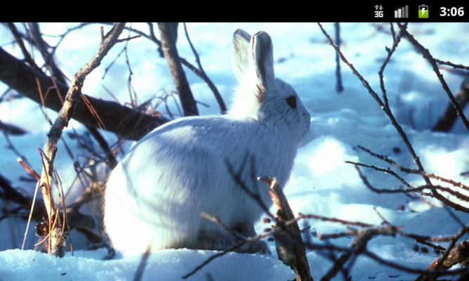 Emulate Android APK Bunny Rabbits - Live Wallpaper Emulate Android APK Bunny Rabbits - Live Wallpaper