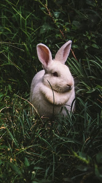 Emulate Android APK BUNNY Wallpapers