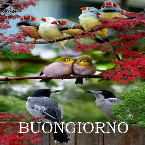 Run android online APK Buongiorno Amore Boa Noite from MyAndroid or emulate Buongiorno Amore Boa Noite using MyAndroid