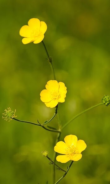 Run android online APK buttercup wallpaper from MyAndroid or emulate buttercup wallpaper using MyAndroid