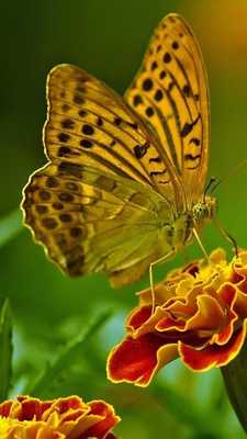 Emulate Android APK butterflies jungle wallpapers Emulate Android APK butterflies jungle wallpapers