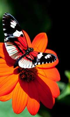 Emulate Android APK Butterflies n Flowers Live wallpaper Emulate Android APK Butterflies n Flowers Live wallpaper