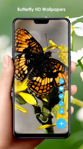 Run android online APK Butterfly HD Wallpapers from MyAndroid or emulate Butterfly HD Wallpapers using MyAndroid Run android online APK Butterfly HD Wallpapers from MyAndroid or emulate Butterfly HD Wallpapers using MyAndroid