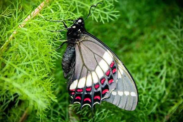 Emulate Android APK Butterfly LWP Emulate Android APK Butterfly LWP