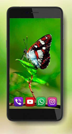 Run android online APK Butterfly Summer from MyAndroid or emulate Butterfly Summer using MyAndroid Run android online APK Butterfly Summer from MyAndroid or emulate Butterfly Summer using MyAndroid