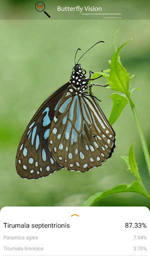 Run android online APK Butterfly Vision from MyAndroid or emulate Butterfly Vision using MyAndroid