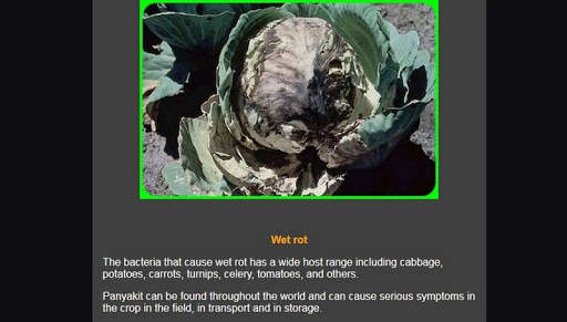 Run android online APK cabbage cultivation from MyAndroid or emulate cabbage cultivation using MyAndroid Run android online APK cabbage cultivation from MyAndroid or emulate cabbage cultivation using MyAndroid