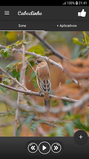 Run android online APK Caboclinho from MyAndroid or emulate Caboclinho using MyAndroid