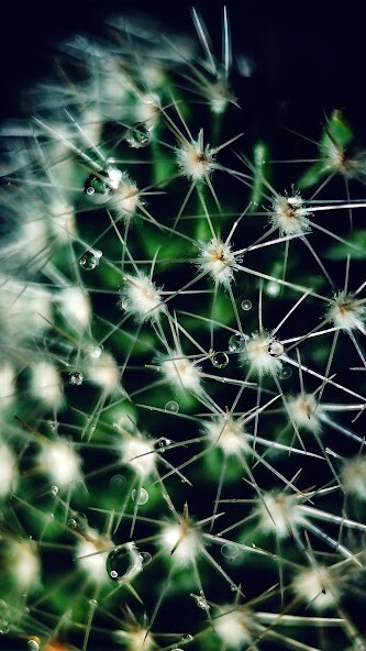 Run android online APK Cactus Cute Wallpaper from MyAndroid or emulate Cactus Cute Wallpaper using MyAndroid