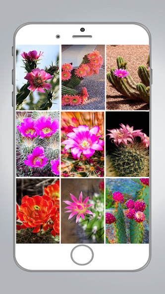 Run android online APK Cactus Flower HD Wallpaper from MyAndroid or emulate Cactus Flower HD Wallpaper using MyAndroid Run android online APK Cactus Flower HD Wallpaper from MyAndroid or emulate Cactus Flower HD Wallpaper using MyAndroid
