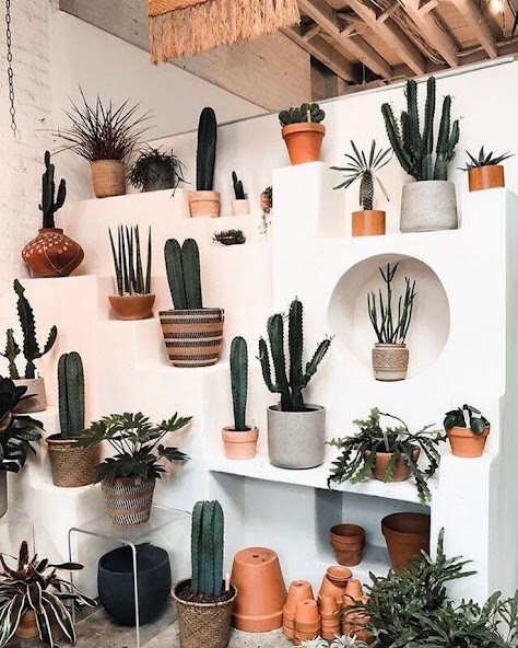 Run android online APK Cactus Gardening from MyAndroid or emulate Cactus Gardening using MyAndroid