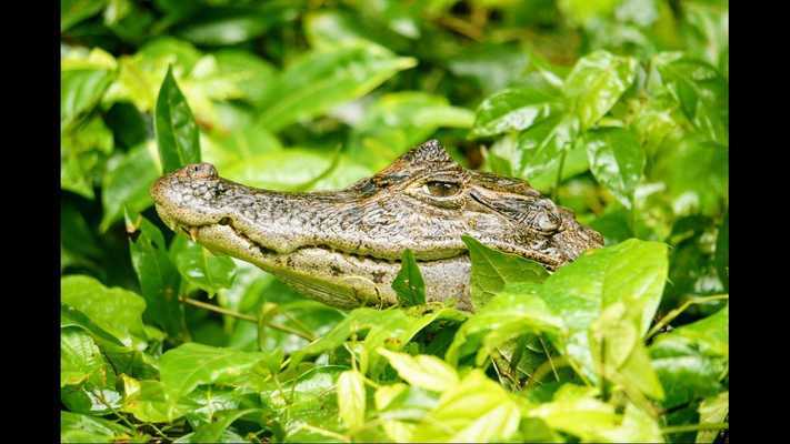 Emulate Android APK Caiman. Animal Wallpapers Emulate Android APK Caiman. Animal Wallpapers