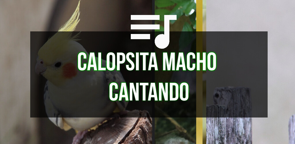 Run android online APK Calopsita macho cantando from MyAndroid or emulate Calopsita macho cantando using MyAndroid