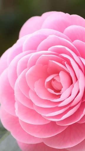 Run android online APK Camellia Rose Wallpapers HD from MyAndroid or emulate Camellia Rose Wallpapers HD using MyAndroid Run android online APK Camellia Rose Wallpapers HD from MyAndroid or emulate Camellia Rose Wallpapers HD using MyAndroid