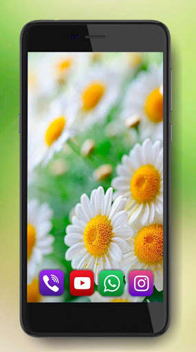 Run android online APK Camomiles Wild HD from MyAndroid or emulate Camomiles Wild HD using MyAndroid Run android online APK Camomiles Wild HD from MyAndroid or emulate Camomiles Wild HD using MyAndroid