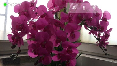 Emulate iPhone app camsight using MyAndroid