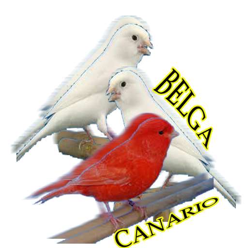 Run android online APK Canario Belga Novo 2020 Mestre completos from MyAndroid or emulate Canario Belga Novo 2020 Mestre completos using MyAndroid
