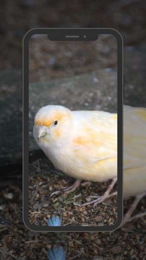 Emulate Android APK Canary Birds Wallpaper
