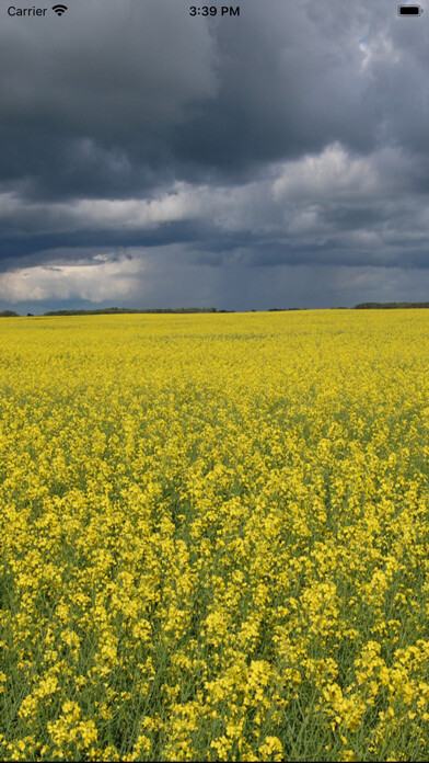 Emulate iPhone app Canola Starter using MyAndroid Emulate iPhone app Canola Starter using MyAndroid