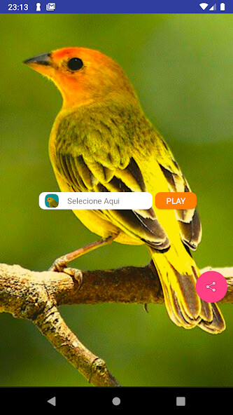 Run android online APK Canário Verdadeiro from MyAndroid or emulate Canário Verdadeiro using MyAndroid Run android online APK Canário Verdadeiro from MyAndroid or emulate Canário Verdadeiro using MyAndroid