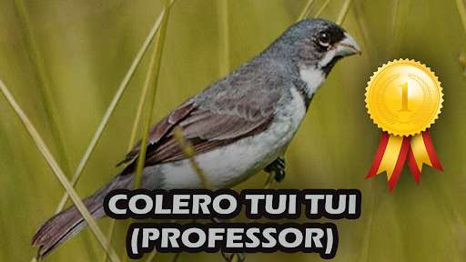 Run android online APK Canto Coleiro Tui Tui (Professor) HD Completo from MyAndroid or emulate Canto Coleiro Tui Tui (Professor) HD Completo using MyAndroid