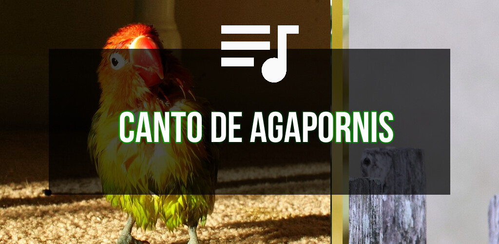 Run android online APK Canto de Agapornis from MyAndroid or emulate Canto de Agapornis using MyAndroid Run android online APK Canto de Agapornis from MyAndroid or emulate Canto de Agapornis using MyAndroid