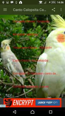 Emulate Android APK Canto de Calopsita Cantando HD