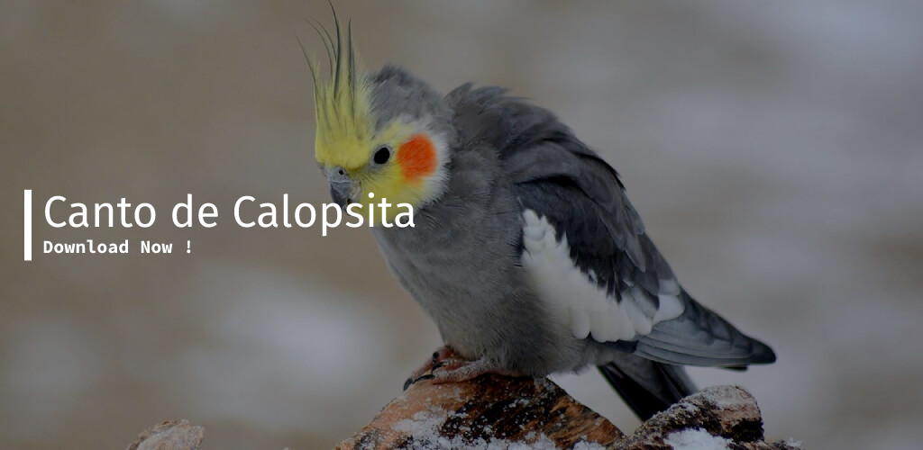 Run android online APK Canto De Calopsita from MyAndroid or emulate Canto De Calopsita using MyAndroid Run android online APK Canto De Calopsita from MyAndroid or emulate Canto De Calopsita using MyAndroid