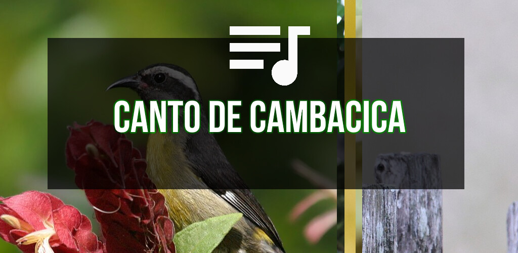Run android online APK Canto de Cambacica from MyAndroid or emulate Canto de Cambacica using MyAndroid Run android online APK Canto de Cambacica from MyAndroid or emulate Canto de Cambacica using MyAndroid