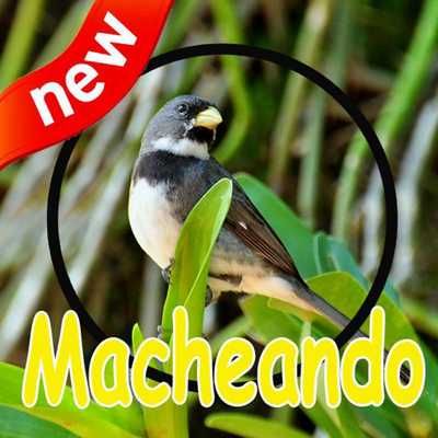 Emulate Android APK Canto de Coleiro Macheando Complete Mp3 Emulate Android APK Canto de Coleiro Macheando Complete Mp3