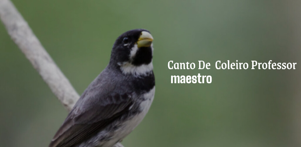 Run android online APK Canto De Coleiro Professor from MyAndroid or emulate Canto De Coleiro Professor using MyAndroid