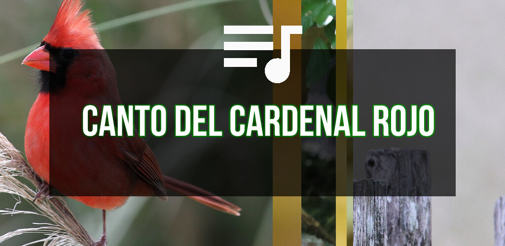 Run android online APK Canto Del Cardenal Rojo from MyAndroid or emulate Canto Del Cardenal Rojo using MyAndroid Run android online APK Canto Del Cardenal Rojo from MyAndroid or emulate Canto Del Cardenal Rojo using MyAndroid