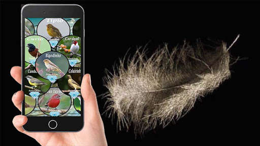 Run android online APK Canto de Passaro Completos from MyAndroid or emulate Canto de Passaro Completos using MyAndroid Run android online APK Canto de Passaro Completos from MyAndroid or emulate Canto de Passaro Completos using MyAndroid