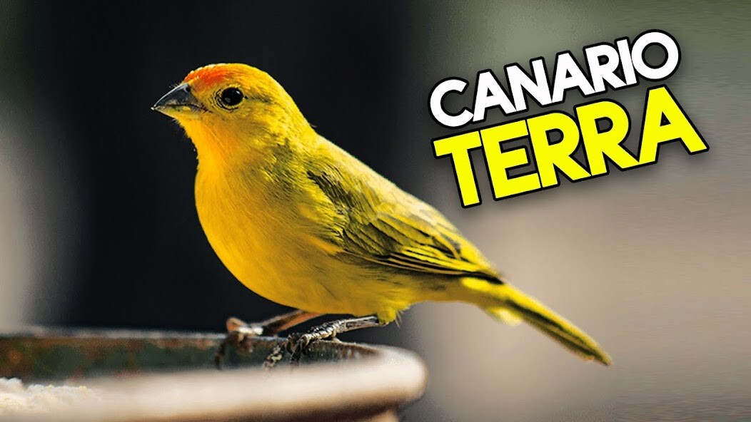 Run android online APK Canto do Canário da Terra from MyAndroid or emulate Canto do Canário da Terra using MyAndroid Run android online APK Canto do Canário da Terra from MyAndroid or emulate Canto do Canário da Terra using MyAndroid