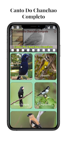 Run android online APK Canto Do Chanchao Completo from MyAndroid or emulate Canto Do Chanchao Completo using MyAndroid Run android online APK Canto Do Chanchao Completo from MyAndroid or emulate Canto Do Chanchao Completo using MyAndroid