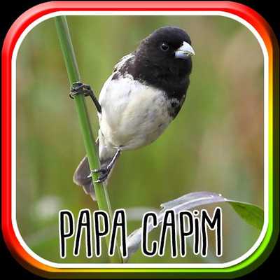 Emulate Android APK Canto do Papa Capim Tui tui
