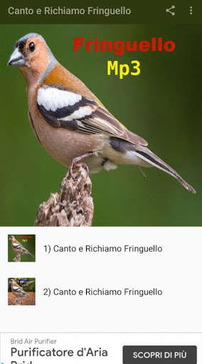 Run android online APK Canto e Richiamo Fringuello from MyAndroid or emulate Canto e Richiamo Fringuello using MyAndroid Run android online APK Canto e Richiamo Fringuello from MyAndroid or emulate Canto e Richiamo Fringuello using MyAndroid