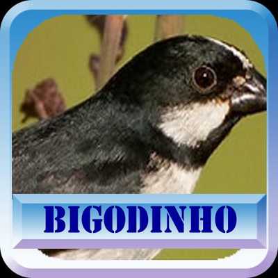 Emulate Android APK Canto Para Esquentar Bigodinho