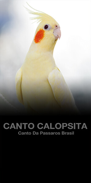 Run android online APK Cantos Calopsita Brasileiros from MyAndroid or emulate Cantos Calopsita Brasileiros using MyAndroid Run android online APK Cantos Calopsita Brasileiros from MyAndroid or emulate Cantos Calopsita Brasileiros using MyAndroid