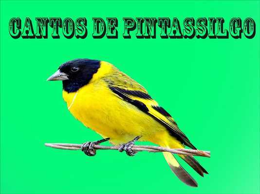 Emulate Android APK Cantos de Pintassilgo Emulate Android APK Cantos de Pintassilgo