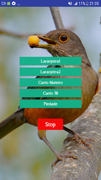 Run android online APK Cantos do Sabiá from MyAndroid or emulate Cantos do Sabiá using MyAndroid Run android online APK Cantos do Sabiá from MyAndroid or emulate Cantos do Sabiá using MyAndroid