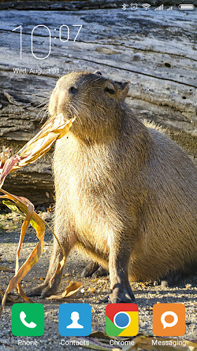 Emulate Android APK Capybara Wallpapers Emulate Android APK Capybara Wallpapers