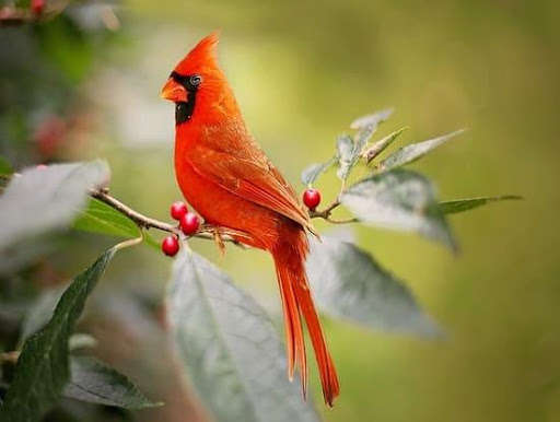 Run android online APK Cardinal Bird Pictures from MyAndroid or emulate Cardinal Bird Pictures using MyAndroid Run android online APK Cardinal Bird Pictures from MyAndroid or emulate Cardinal Bird Pictures using MyAndroid